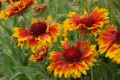 monique_f les gaillardes tirage